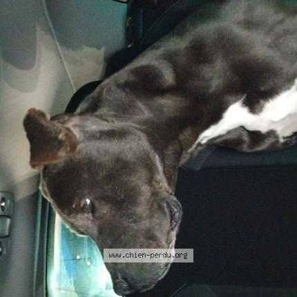 Photo de chien trouvé à Richeville