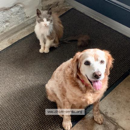 Photo 1/1 Chien retrouvé Perdu à Brussey