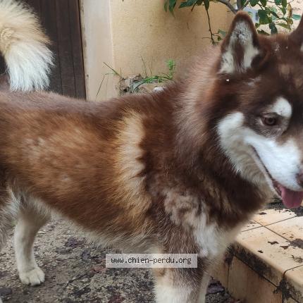 Photo 1/1 Chien retrouvé Trouvé à Clermont l herault