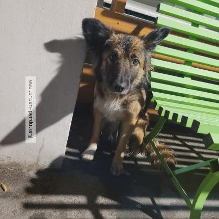 Photo 1/1 Chien retrouvé Trouvé à Avignon