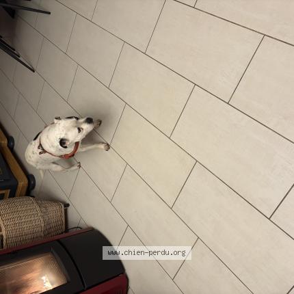 Photo de chien trouvé à Criquetot Sur Ouville