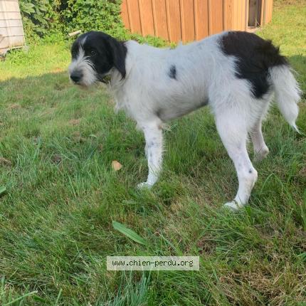 Photo 1/1 Chien retrouvé Perdu à Cornimont