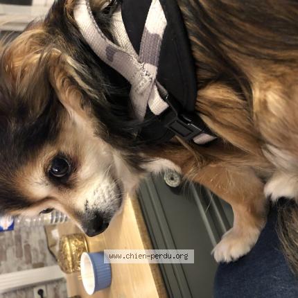 Photo 1/1 Chien retrouvé Perdu à Issy les moulineaux