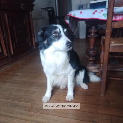 Photo de chien trouvé à Miraval Cabardes