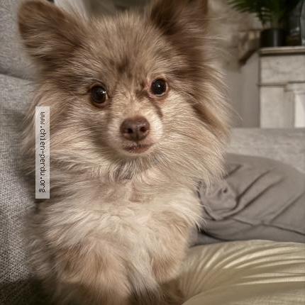 Photo 1/1 Chien retrouvé Perdu à Martigues