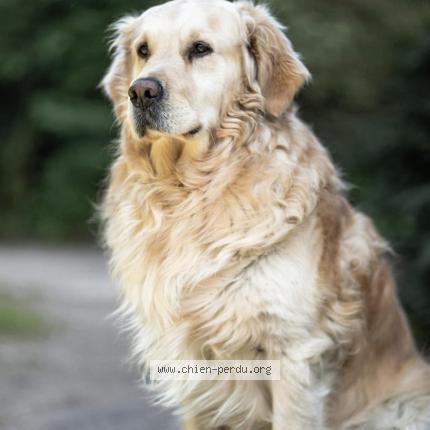 Photo 1/1 Chien retrouvé Perdu à Sainte colombe en bruilhois