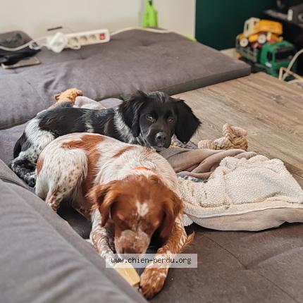 Photo 1/1 Chien retrouvé Perdu à Le ribay