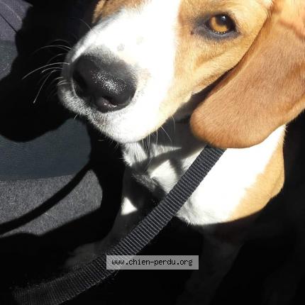 Photo 1/1 Chien retrouvé Perdu à Gardanne