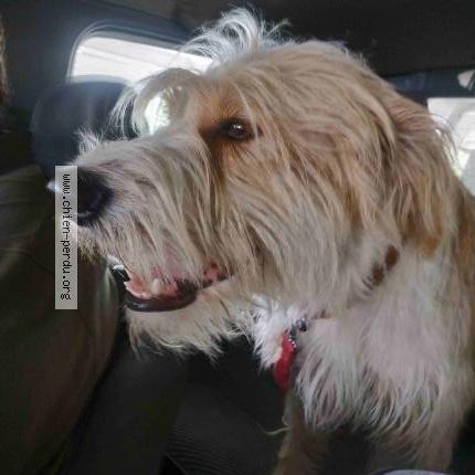 Photo 1/1 Chien retrouvé Perdu à Pommerit jaudy