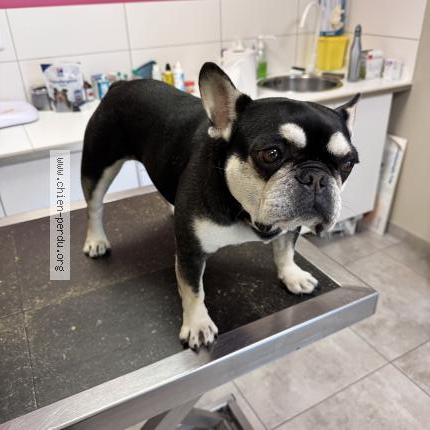 Photo 1/1 Chien retrouvé Perdu à Sussargues