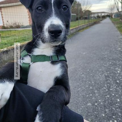 Photo 1/1 Chien retrouvé Perdu à La salvetat saint gilles