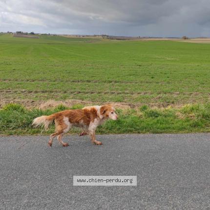 Photo 1/1 Chien retrouvé Perdu à Maulay