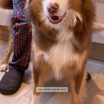 Photo 1/1 Chien retrouvé Perdu à Generargues