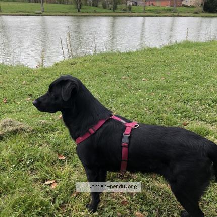 Photo 1/1 Chien retrouvé Perdu à Salvagnac
