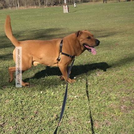 Photo de chien perdu à Langon Sur Cher