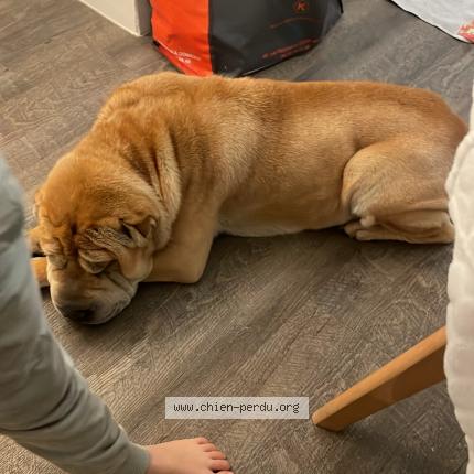 Photo 1/1 Chien retrouvé Perdu à Marseille