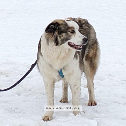 Photo de chien perdu à Manigod