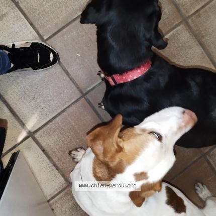 Photo de chien trouvé à Pamiers