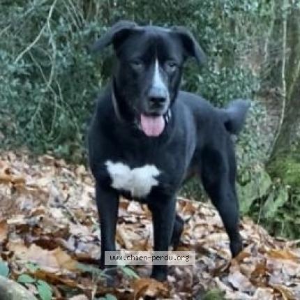 Photo 1/1 Chien retrouvé Perdu à Le mene