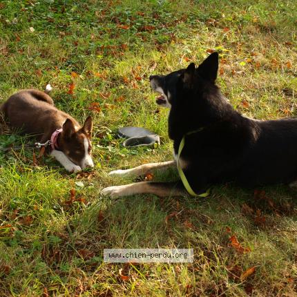 Photo 1/1 Chien retrouvé Perdu à Saint maurice sur aveyron
