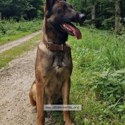 Photo 1/1 Stallone Chien perdu à Ranchot