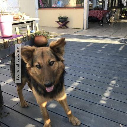 Photo de chien trouvé à Franquevielle