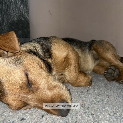 Photo 1/1 Chien retrouvé Trouvé à Castres