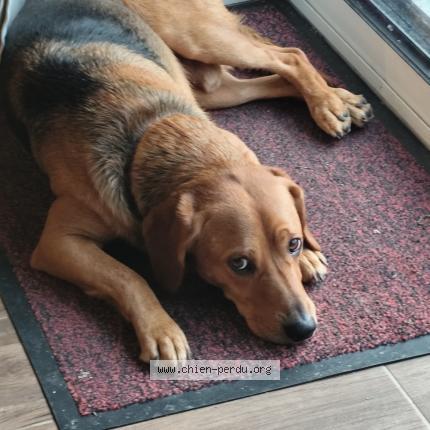 Photo 1/1 Chien retrouvé Trouvé à Nostang