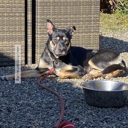 Photo de chien trouvé à Aurice