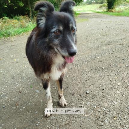 Photo 1/1 Chien retrouvé Perdu à Pleumeur bodou