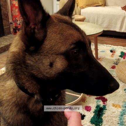 Photo de chien perdu à Lorient