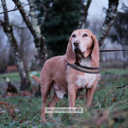 Photo 1/1 Chien retrouvé Perdu à Saint georges de reneins