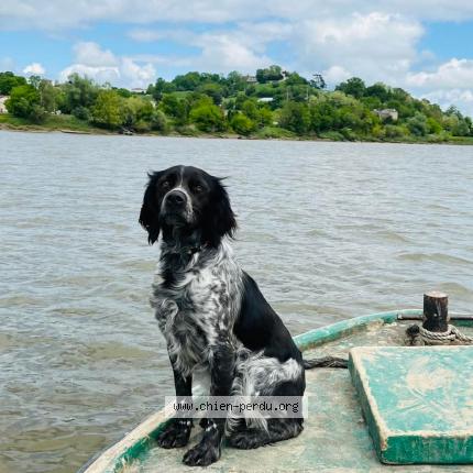 Photo de chien perdu à Fronsac
