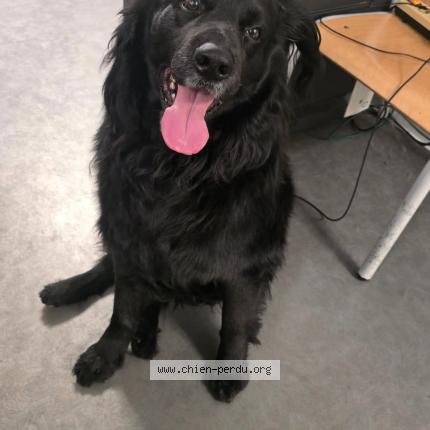 Photo 1/1 Chien retrouvé Trouvé à Eragny sur oise
