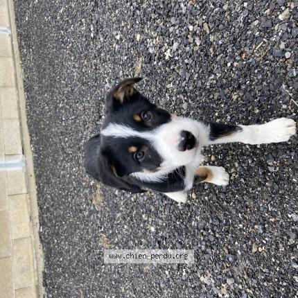 Photo 1/1 Chien retrouvé Perdu à Chaumont porcien