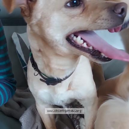 Photo 1/1 Chien retrouvé Trouvé à Saint germain sur avre