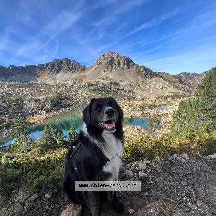 Photo de chien perdu à Ste Bazeille