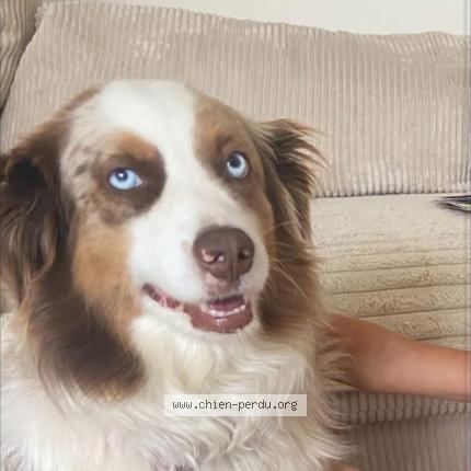 Photo de chien perdu à Les Rousses