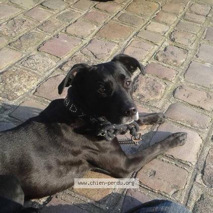 Photo de chien perdu à Saint Cast