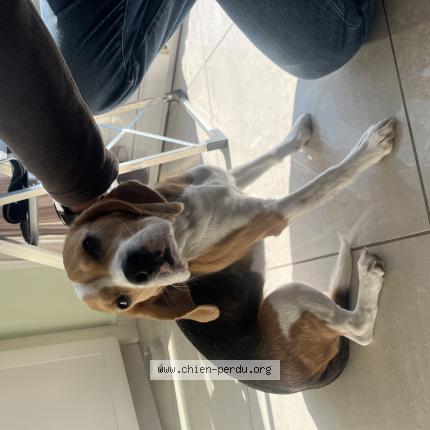 Photo de chien trouvé à Granges Le Bourg