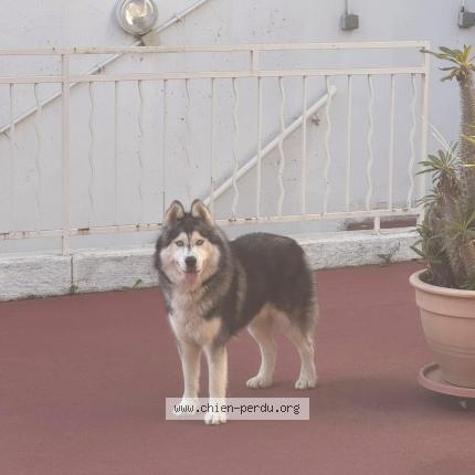 Photo de chien trouvé à Roquebrune Cap Martin