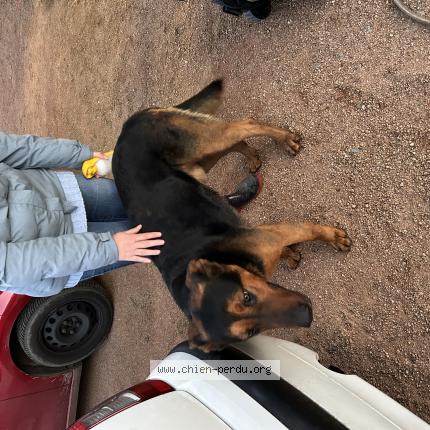 Photo de chien trouvé à Mizerieux