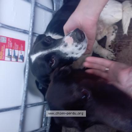 Photo 1/1 Chien retrouvé Trouvé à Saint germain d elle