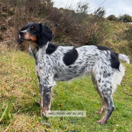 Photo 1/1 Chien retrouvé Perdu à La Chapelle Fleurigne