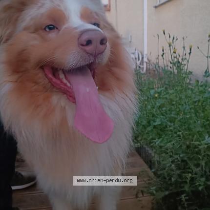 Photo 1/1 Chien retrouvé Trouvé à Vauvert