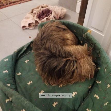 Photo de chien trouvé à Vezin Le Coquet