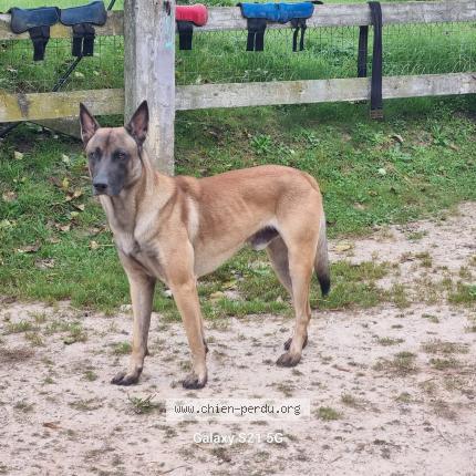 Photo 1/1 Chien retrouvé Perdu à Montviette