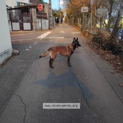 Photo 1/1 Chien retrouvé Perdu à Epinay sur orge