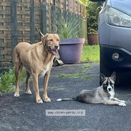 Photo 1/1 Chien retrouvé Perdu à Lons