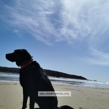 Photo 1/1 Chien retrouvé Perdu à Saint martin de fraigneau
